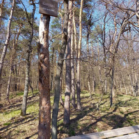 Ein ruhiger Wald mit hohen Bäumen und einer Holzbank. Ein Schild zeigt den Weg zu einem Aussichtspunkt.