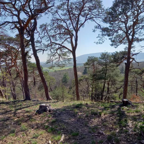 Eine ruhige Waldlandschaft mit hohen Bäumen und einer sanften Hügellandschaft im Hintergrund. Die Sonne scheint und die Natur wirkt friedlich und einladend.