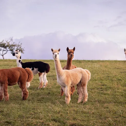 Alpakas auf der Weide