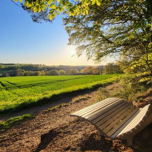 Eine ruhige Landschaft mit grünen Feldern und einem Holzbank. Im Hintergrund strahlt die Sonne und der Himmel ist blau.