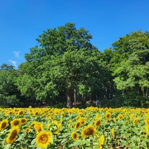 Ein Feld voller Sonnenblumen unter einem klaren blauen Himmel. Im Hintergrund sind grüne Bäume zu sehen, darunter befindet sich der Rastplatz Dietersberg.