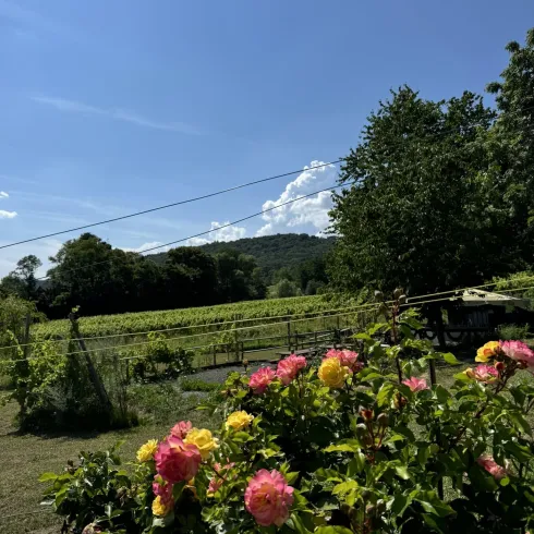 Rosen Picknickplatz Weingut Harald Schäffer