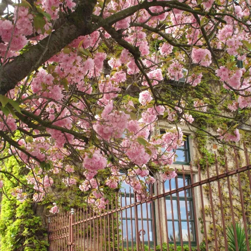Ein blühender Kirschbaum mit rosa Blüten. Im Hintergrund sind eine Mauer und Fenster eines Gebäudes sichtbar.