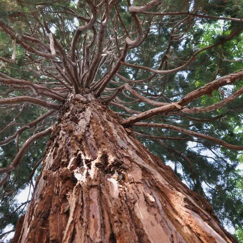 Ein großer Baum mit einer beeindruckenden Baumkrone und vielen Ästen. Man sieht die raue Rinde und das dichte Blattwerk darüber.