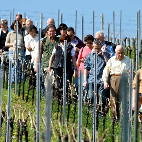 Eine Gruppe von Menschen geht durch einen Weinberg. Im Hintergrund sind die Reben und der blaue Himmel zu sehen.