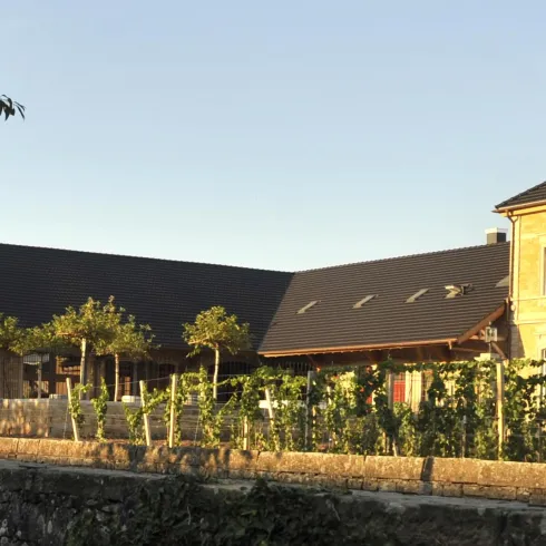 Ein malerisches Gebäude mit einem dunklen Dach und Weinreben im Vordergrund. Die Szene ist von natürlichem Licht durchflutet und vermittelt eine ruhige Atmosphäre.