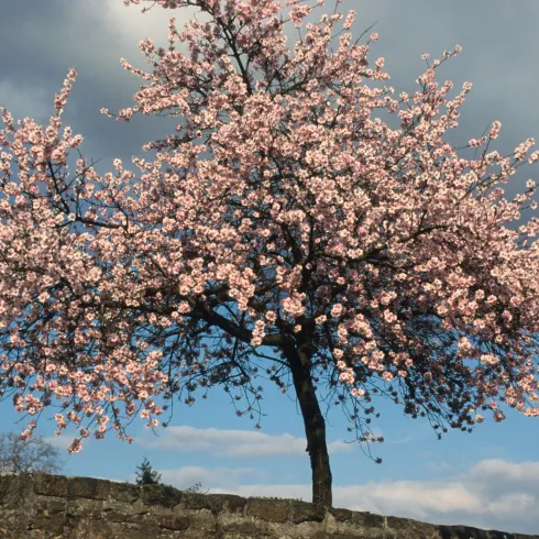 Ein blühender Baum mit rosa Blüten steht vor einem klaren Himmel. Die Atmosphäre ist frisch und einladend.