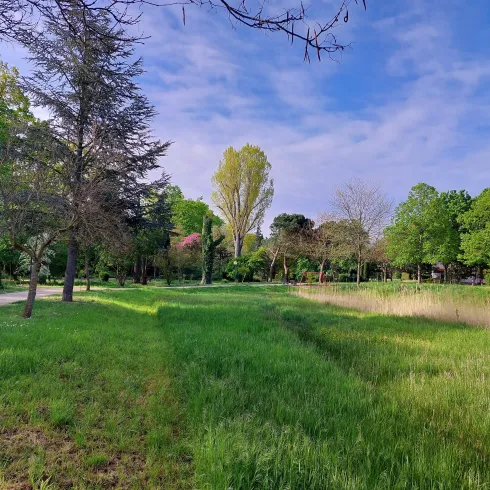 Eine grüne Parklandschaft mit hohen Bäumen und einem blauen Himmel. Der Weg führt durch das üppige Gras.
