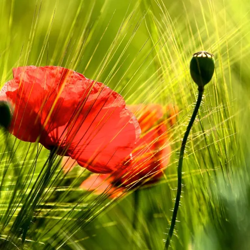Ein rotes Mohnblumenfeld, umgeben von grünem Gras. Die Sonnenstrahlen scheinen sanft durch die Pflanzen.