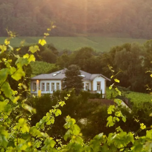 Ein malerisches Haus umgeben von Weinreben in der Abenddämmerung. Die sanften Hügel im Hintergrund verleihen der Szene eine friedliche Atmosphäre.