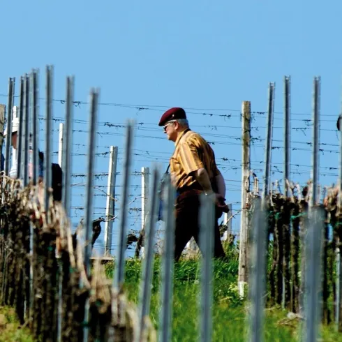 Eine Gruppe von Menschen geht durch ein Weinberg. Die Sonne scheint und der Himmel ist klar.