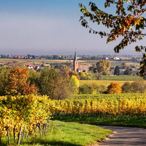 Eine malerische Landschaft mit Weinbergen und bunten Bäumen. Im Hintergrund ist eine kleine Kirche und ein klarer Himmel zu sehen.