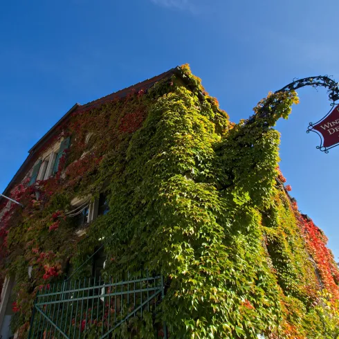 Ein Gebäude, das mit buntem Efeu bewachsen ist, steht unter klarem blauen Himmel. An der Fassade hängt ein Schild.