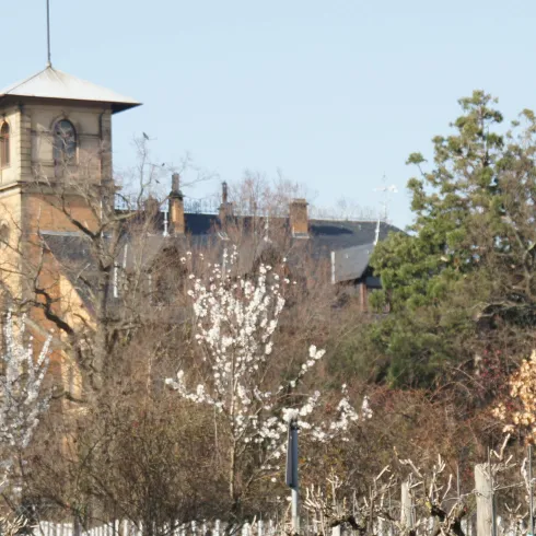 Ein historisches Gebäude mit einem markanten Turm und umgeben von blühenden Bäumen. Der klare Himmel lässt die Szene freundlich und einladend wirken.