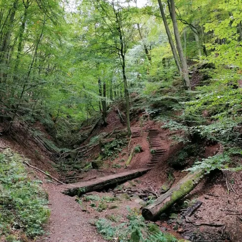 Ein schmaler Pfad führt durch einen grünen Wald mit hohen Bäumen. Am Weg sind einige umgestürzte Baumstämme und eine Treppe sichtbar.