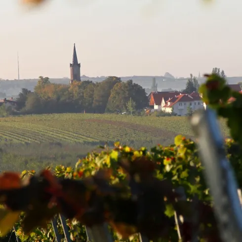 Eine malerische Landschaft mit Weinbergen im Vordergrund und einem Dorf mit einem Kirchturm im Hintergrund. Der Himmel ist klar und die Verbindung zur Natur ist spürbar.