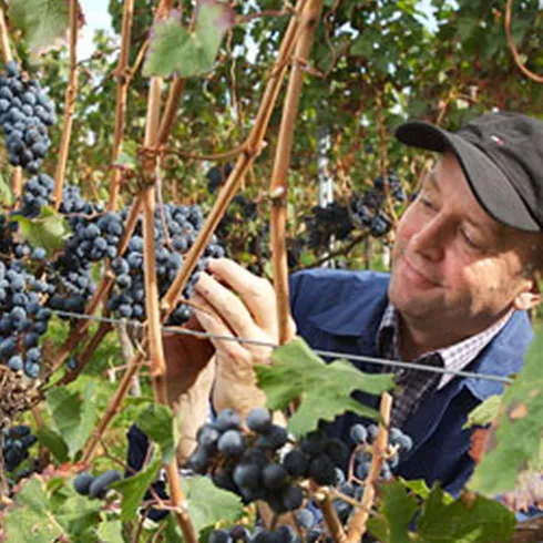 <p>Herr Koob im Weinberg bei der Lese von blauen Trauben</p>