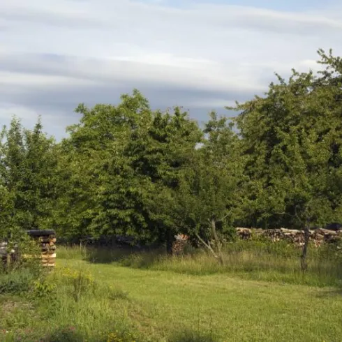 Streuobstwiese (© Stadt Wörth)