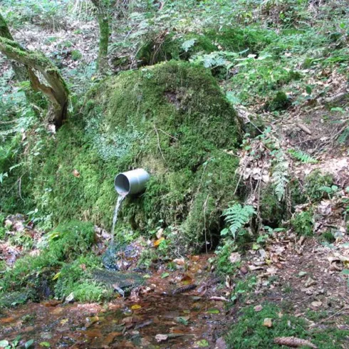 Eine kleine Quelle fließt aus einem Eimer, der an einem moosbedeckten Felsen befestigt ist. Umgeben von grünen Pflanzen und Laub zeigt die Szene eine ruhige Naturlandschaft.
