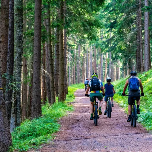 Eine Gruppe von Radfahrern fährt einen schmalen Waldweg entlang. Umgeben von hohen Bäumen und üppigem Grün genießen sie die Natur.
