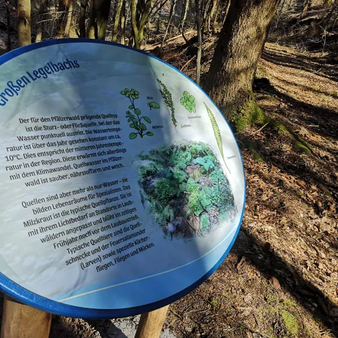 Ein Informationsschild im Wald über die Quelle des Großen Leggiebachs. Der Waldweg ist von Bäumen umgeben und mit Laub bedeckt.