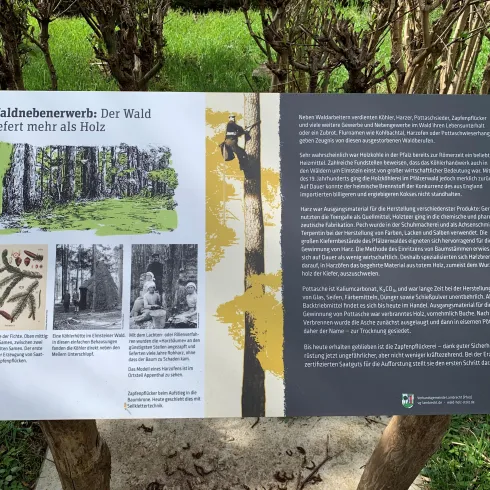 Ein Informationsschild über den Wald und seine Vorteile, das Illustrationen und Texte enthält. Es wird erklärt, dass der Wald mehr als nur Holz bietet.