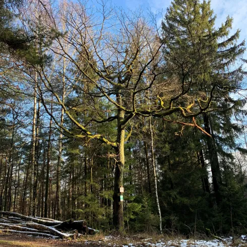 Kraftbäume - Eiche - Waldpochen