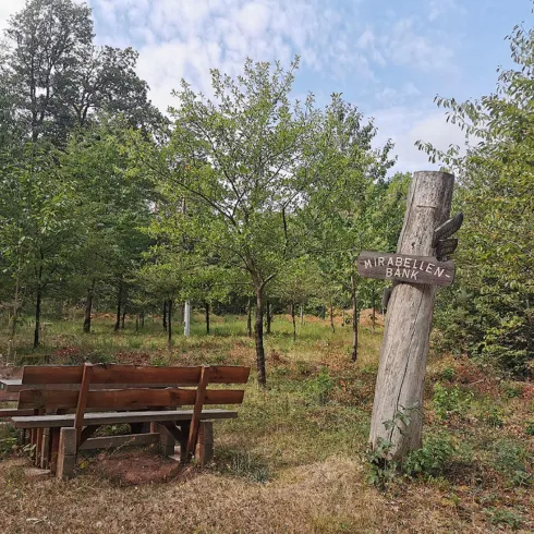 Eine Holzbank steht in einem Wald mit vielen Bäumen. Ein Schild mit der Aufschrift "Kirschbäume Bank" ist daneben angebracht.