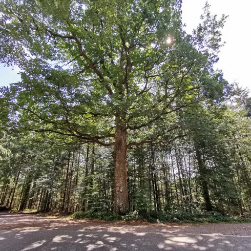 Ein großer Baum steht in einem Wald mit dichtem Laub. Die Sonne scheint durch die Blätter und beleuchtet den Weg.