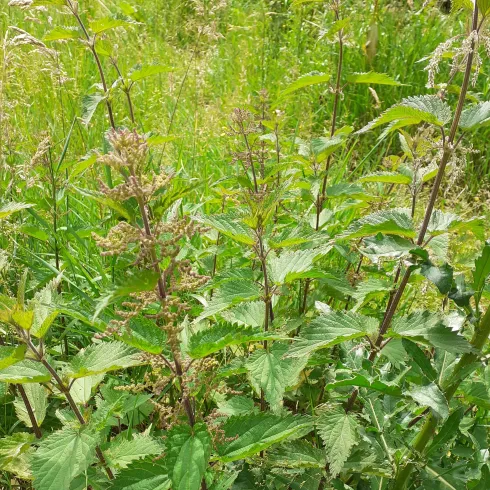 Wunderpflanze Brennnessel