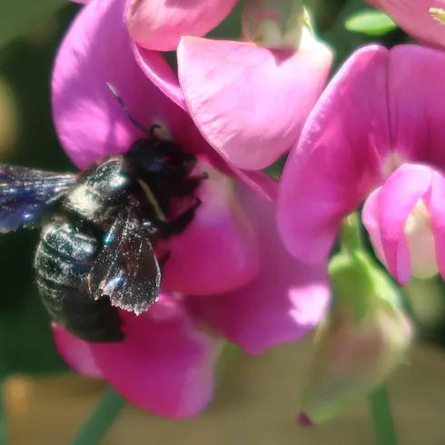 Anflug auf Blüte