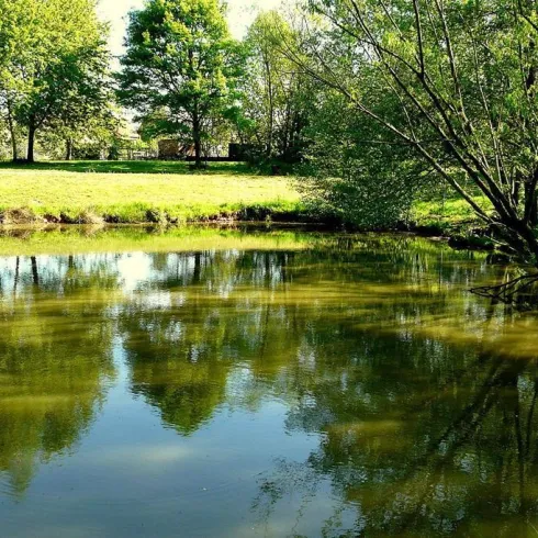 Ein ruhiger Teich umgeben von Bäumen und grünem Gras. Die Wasseroberfläche spiegelt die Landschaft wider.