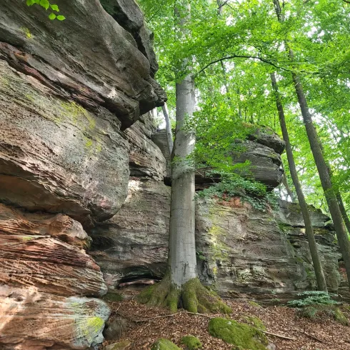Eine beeindruckende Buntsandstein-Felsformation im Wald, umgeben von hohen Bäumen. Die Natur zeigt ihre Schönheit mit einem Mix aus Felsen und grünem Blattwerk.