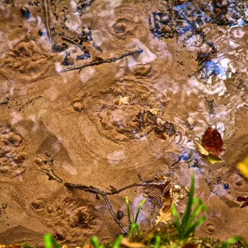 Ein ruhiger Fluss mit sandigem Boden und fallenden Blättern. Der leichte Regen erzeugt kleine Wellen auf der Wasseroberfläche.