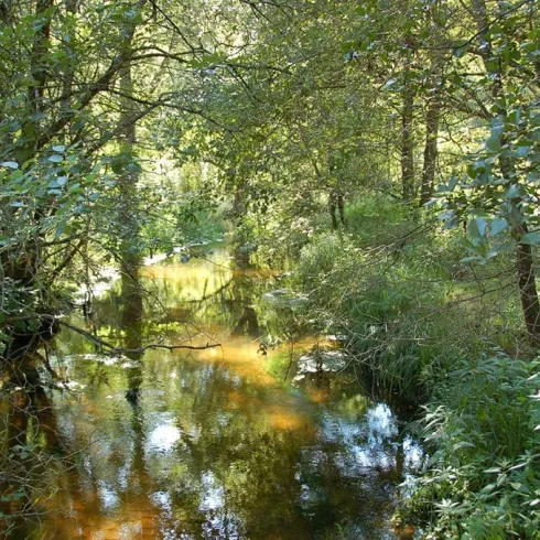 Ein ruhiger Bach fließt durch einen grünen Wald. Die Sonnenstrahlen spiegeln sich im Wasser und schaffen eine friedliche Atmosphäre.