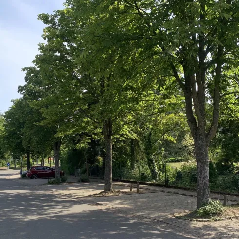Ein ruhiger Weg gesäumt von großen Bäumen. Im Hintergrund sind grüne Pflanzen und ein rotes Auto zu sehen.
