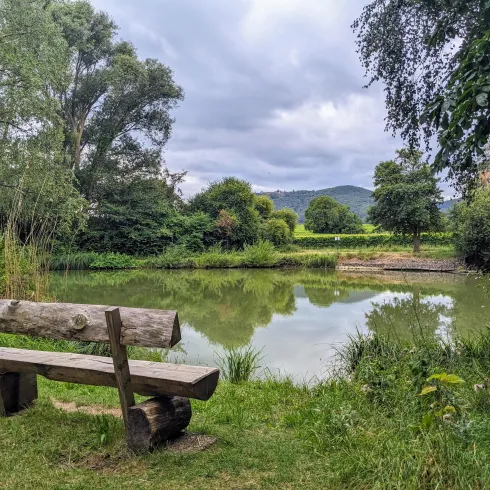 Ein ruhiger See umgeben von Bäumen und Wiese. Eine Holzbank lädt zum Entspannen ein.