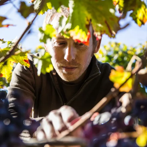 Lese im Weingut Ackermann