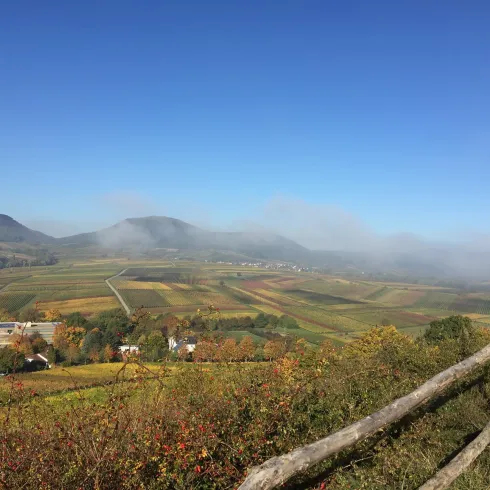 Eine malerische Landschaft mit sanften Hügeln und Weinbergen. Der Himmel ist klar und blauer, mit leichtem Nebel in der Ferne.