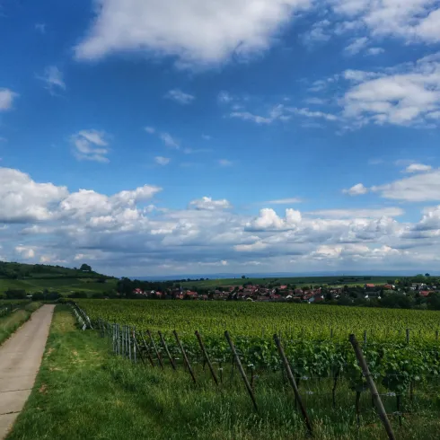 Ein malerischer Weg führt durch grüne Weinberge unter einem beeindruckenden, bewölkten Himmel. Im Hintergrund sind ein kleines Dorf und sanfte Hügel zu sehen.