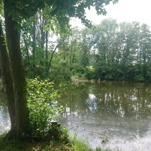 Ein ruhiger Teich, umgeben von grünen Bäumen und dichtem Gesträuch. Der Himmel ist bewölkt und die Wasseroberfläche spiegelt die Natur wider.