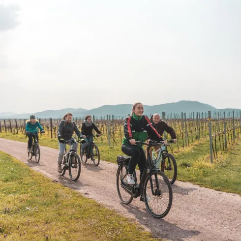 Eine Gruppe von Radfahrern fährt durch Weinberge. Die Landschaft ist malerisch mit sanften Hügeln im Hintergrund.