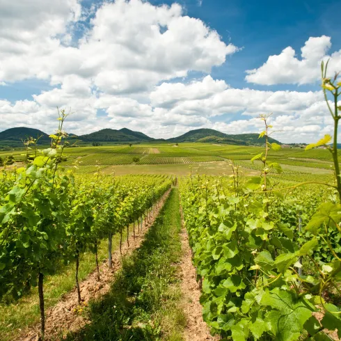 Ein malerischer Weinberg unter einem klaren, wolkigen Himmel. Die Reihen von Reben erstrecken sich bis zu sanften Hügeln im Hintergrund.