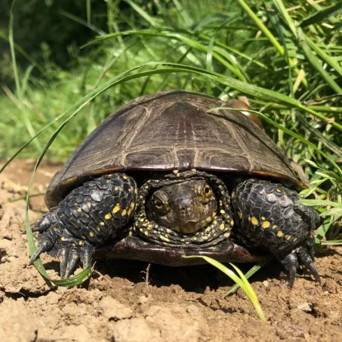 Europäische Sumpfschildkröte