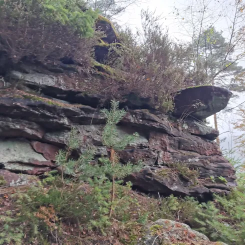 Ein steiler Felsen, umgeben von Bäumen und Sträuchern. Die Oberseite des Felsens ist flach und mit Pflanzen bewachsen.