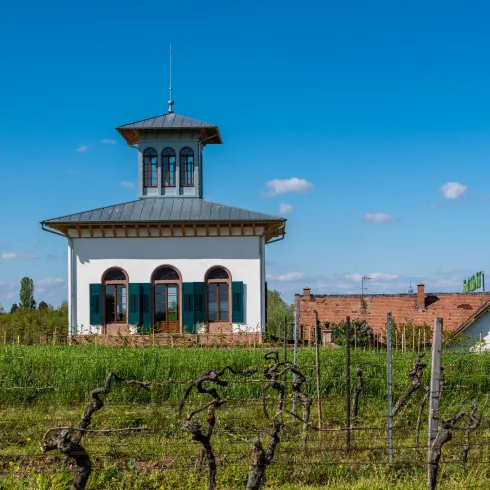 Ein malerisches Weingut mit einem weißen Gebäude und einem blauen Himmel. Im Vordergrund sind Weinreben zu sehen.