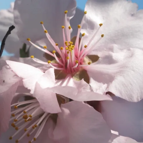 Pfälzer Mandelwochen 1