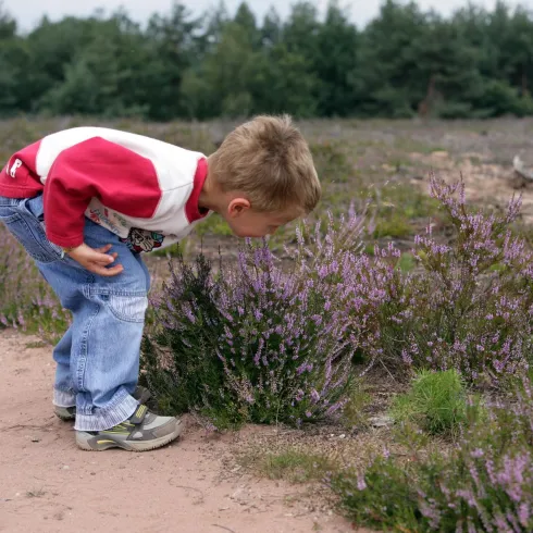 Ein Junge beugt sich über lila Blumen in einer Heidefläche. Die Umgebung ist von Wald und sanften Hügeln umgeben.