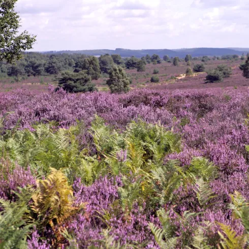 Eine weite Landschaft mit lila Heidekraut und grünen Farnen. Im Hintergrund sind sanfte Hügel und ein blauer Himmel zu sehen.