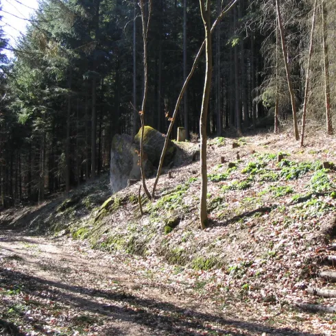 Ein malerischer Waldweg mit Laubbäumen und einem sonnigen Himmel. Auf der rechten Seite sind steinerne Stufen zu sehen.